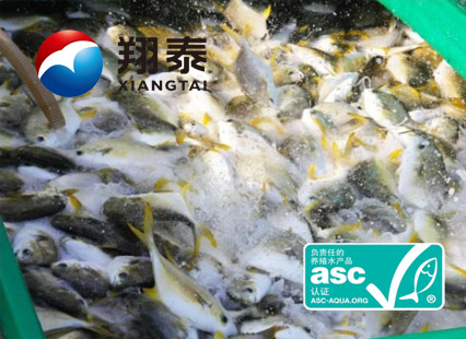 全球首家！海南翔泰漁業(yè)榮獲全球首張ASC金鯧魚網(wǎng)箱養(yǎng)殖認(rèn)證證書